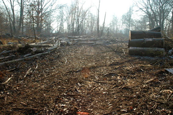 Zerbolò, taglio del bosco di Venara