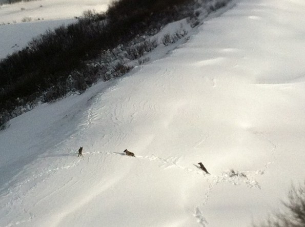branco di Lupi (Canis lupus italicus) nella neve