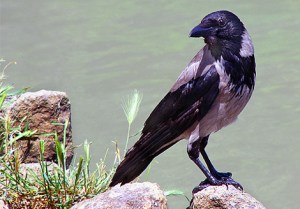Cornacchia grigia (Corvus corone cornix)