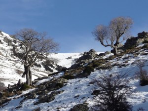 Desulo, Gennargentu, foresta di Girgini