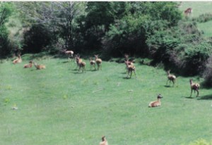 branco di Cervi europei (Cervus elaphus)