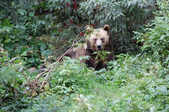 Orso bruno (Ursus arctos)