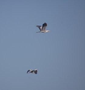Aironi cenerini (Ardea cinerea) in volo