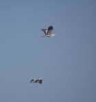 Aironi cenerini (Ardea cinerea) in&nbsp;volo