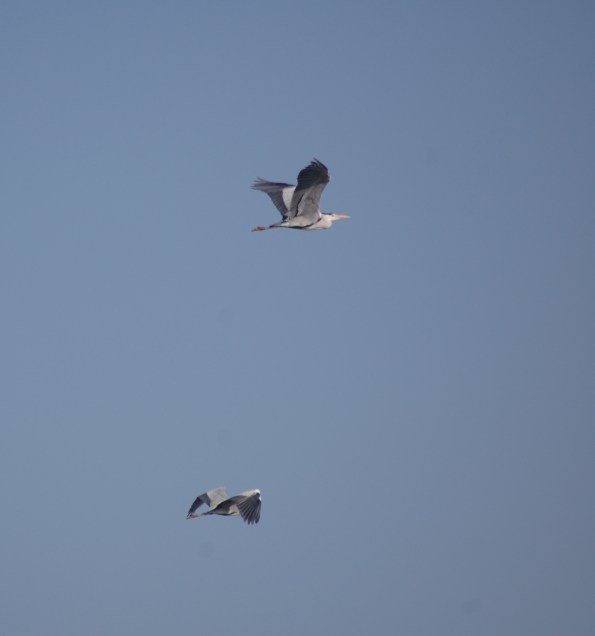Aironi cenerini (Ardea cinerea) in volo