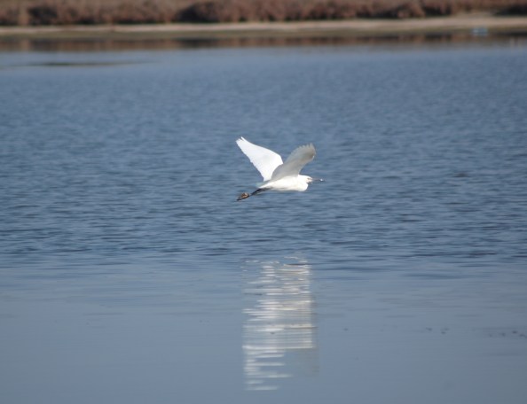 Garzetta (Egretta garzetta)
