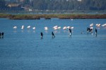 Fenicotteri rosa (Phoenicopterus roseus) e Cormorani (Phalacrocorax&nbsp;carbo)
