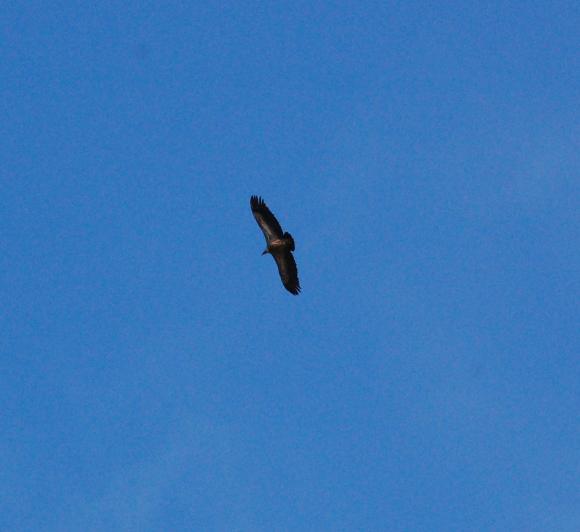 Grifone (Gyps fulvus)