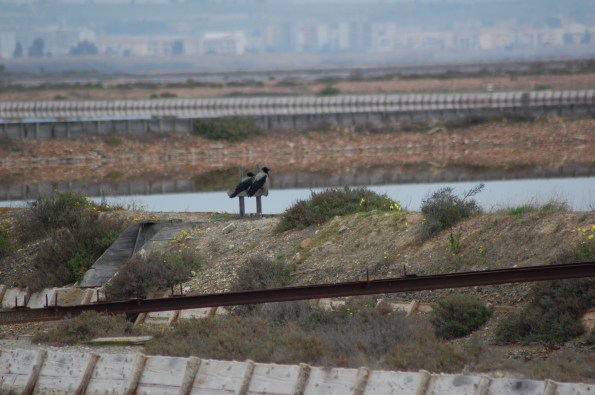 Cagliari, Saline di Molentargius