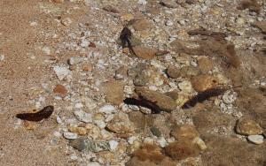 Oloturia (Holothuria poli)