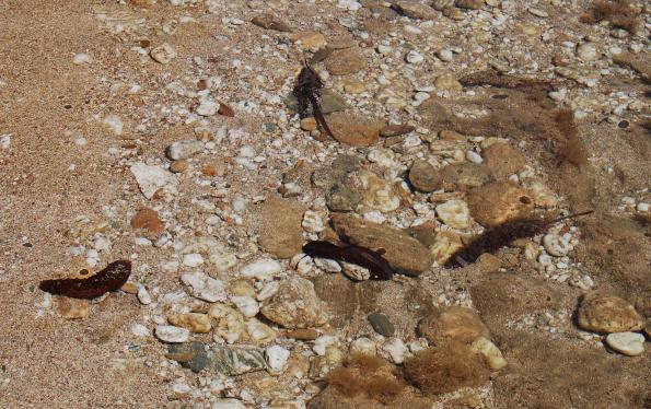 Oloturia (Holothuria poli)