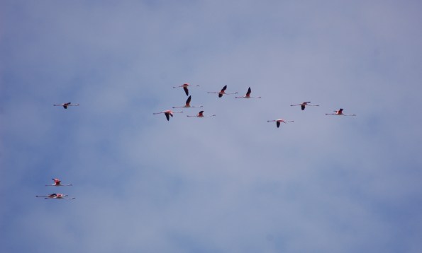 Fenicotteri (Phoenicopterus roseus) in volo