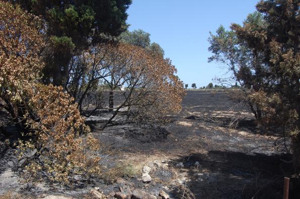 Cagliari, Molentargius, effetti dell'incendio a Medau su Cramu