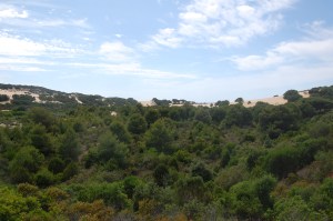 Arbus, dune boscate di Piscinas