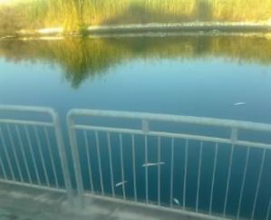 Cagliari, Canale di Terramaini, morìa di pesci (25 luglio 2012)