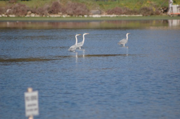 S. Anna Arresi, Stagno di Porto Pino, Aironi cenerini (Ardea cinerea)