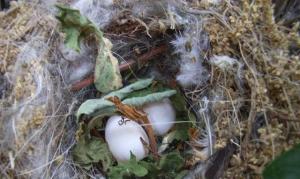 nido Verdoni (Carduelis chloris chloris)