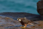 Falco della Regina (Falco eleonorae) sul corso&nbsp;d’acqua
