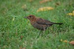 Merlo femmina (Turdus merula)
