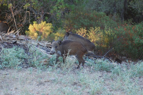 Cinghiali (Sus scrofa meridionalis)