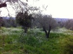 Sassari, “Campagna Bellieni”