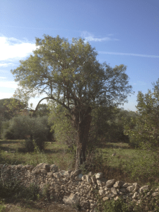 Sassari, "Campagna Bellieni"