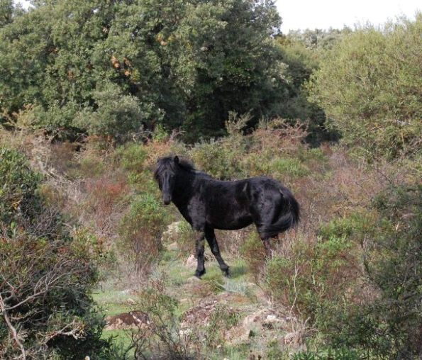 Cavallino della Giara (Equus caballus jara) 