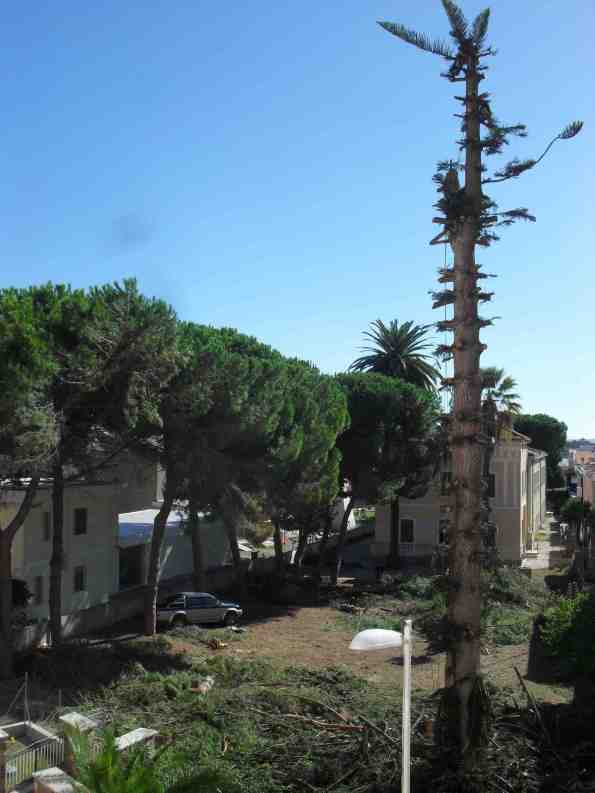 Carloforte, Villa Aurora, alberi tagliati