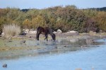 Cavallino della Giara (Equus caballus jara) all’abbeverata