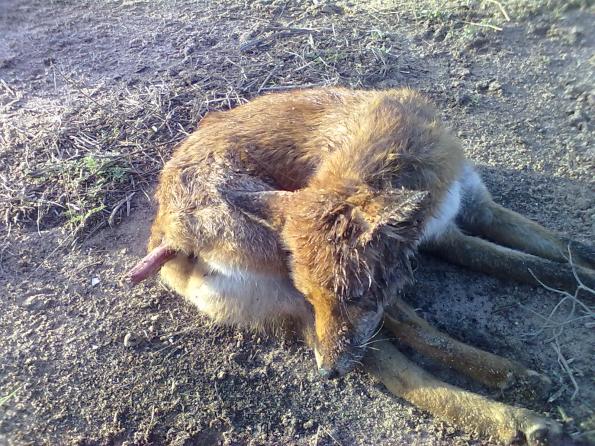 Calasetta, Cussorgia, Volpe (Vulpes vulpes) avvelenata (ottobre 2012)
