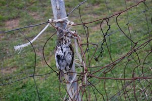 bracconaggio, Tordo al laccio