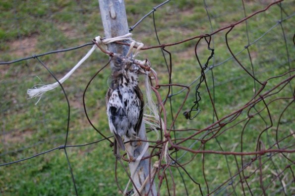 bracconaggio, Tordo al laccio