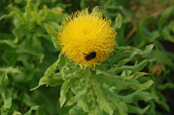 Bombo (gen. Bombus) su un fiore