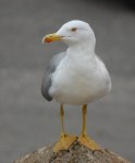 Gabbiano reale mediterraneo (Larus michahellis)