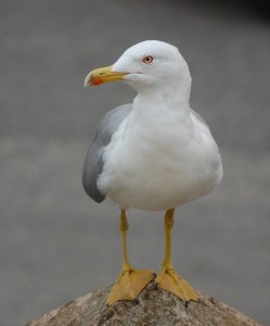 Gabbiano reale mediterraneo (Larus michahellis)
