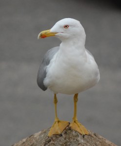 Gabbiano reale mediterraneo (Larus michahellis)