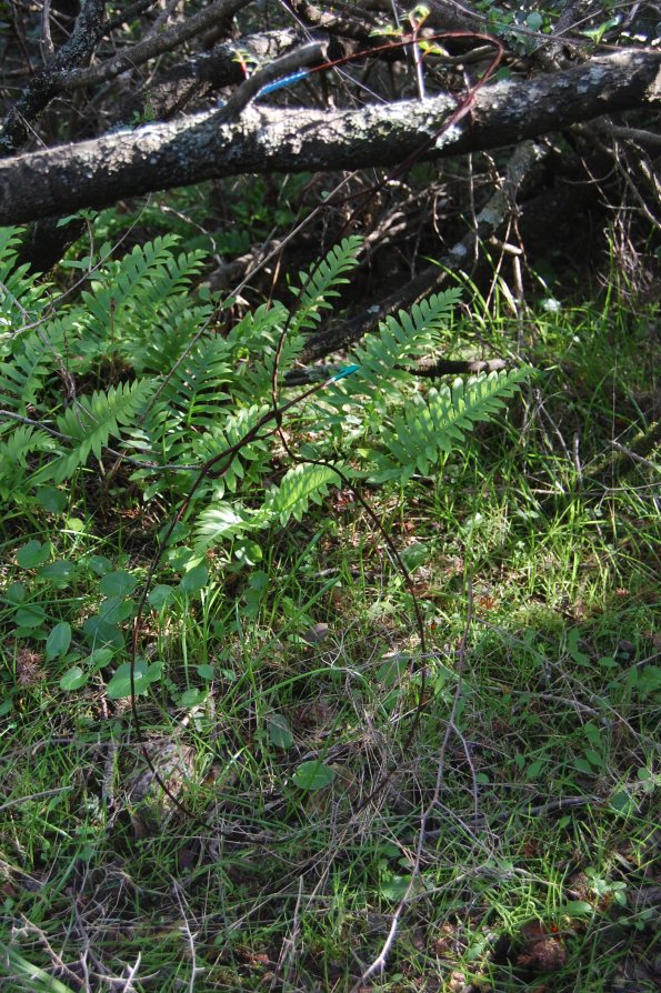 Capoterra, Poggio dei Pini, uno dei "cappi" metallici per la cattura di cervi e cinghiali poi neutralizzato