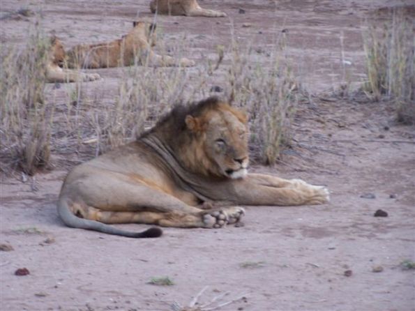 Leone (Panthera leo)
