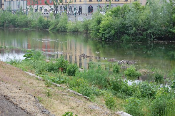 Milano, Darsena dei Navigli,  avifauna acquatica