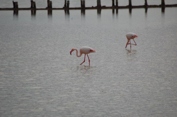 Fenicotteri rosa (Phoenicopterus roseus)