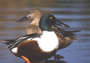 Mestoloni, coppia (Anas clypeata)