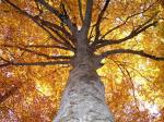 albero in autunno