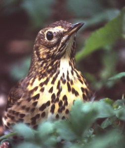 Tordo bottaccio (Turdus philomelos, foto Raniero Massoli Novelli)