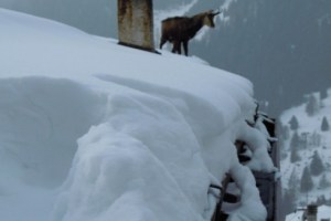 Val Camonica, Camoscio (Rupicapra rupicapra) sul tetto (da Il Giornale di Brescia)