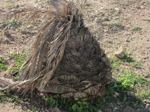 Quartu S. Elena, Poetto, una delle 91 Palme defunte dopo la piantumazione