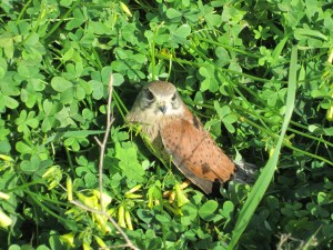 Gheppio (Falco tinnunculus)