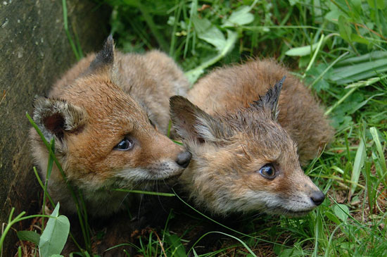 Volpe (Vulpes vulpes), cuccioli 