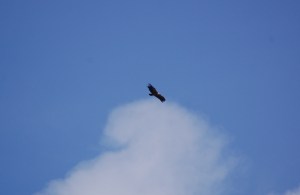 Grifone (Gyps fulvus)