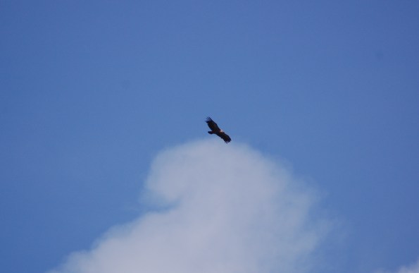 Grifone (Gyps fulvus)