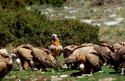 Gipeto (Gypaetus barbatus) e Grifoni (Gyps fulvus)